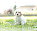 Small #4 Cockapoo