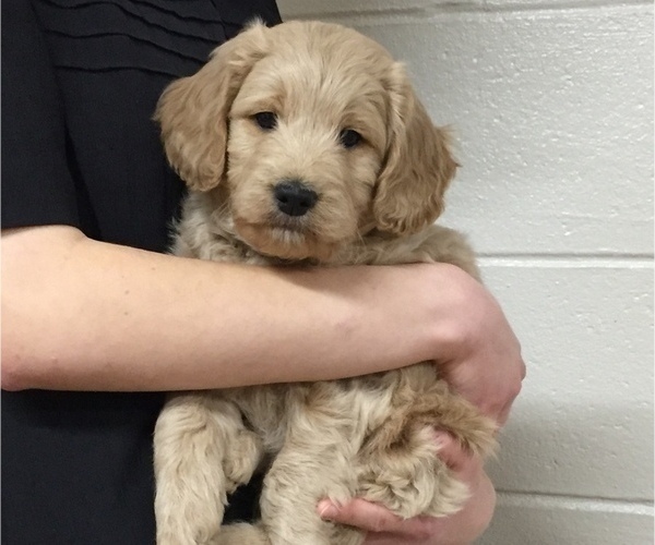 Medium Photo #3 Goldendoodle (Miniature) Puppy For Sale in NARVON, PA, USA