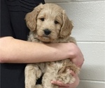 Small Photo #3 Goldendoodle (Miniature) Puppy For Sale in NARVON, PA, USA