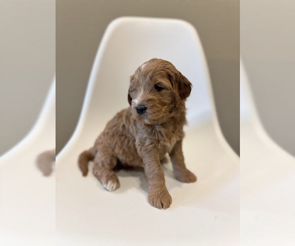 Medium Photo #5 Goldendoodle (Miniature) Puppy For Sale in ASH GROVE, MO, USA