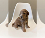 Small Photo #5 Goldendoodle (Miniature) Puppy For Sale in ASH GROVE, MO, USA