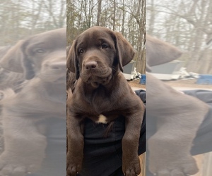 Labrador Retriever Puppy for sale in CLAREMONT, NC, USA