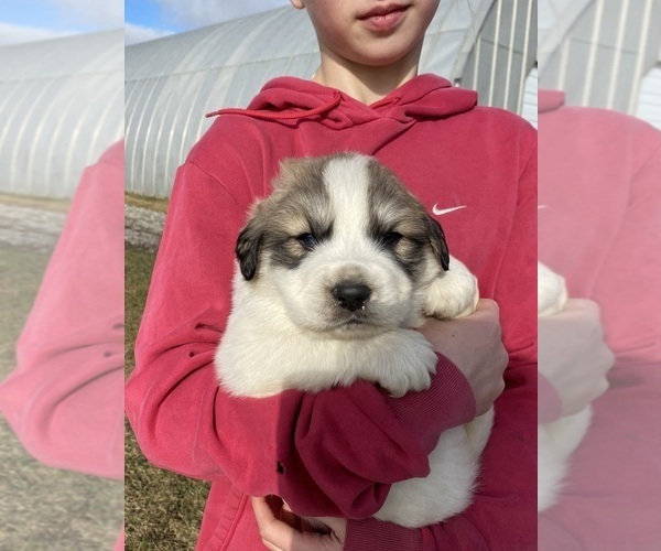 Medium Photo #1 Great Pyrenees Puppy For Sale in HUBBARD, IA, USA