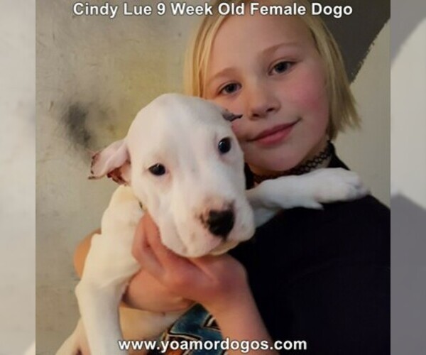 Medium Photo #81 Dogo Argentino Puppy For Sale in PINEVILLE, MO, USA