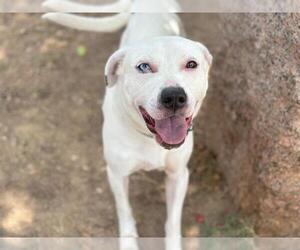 American Staffordshire Terrier Dogs for adoption in Waco, TX, USA