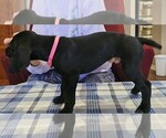 Small Photo #5 German Shorthaired Pointer Puppy For Sale in MCKINNEY, TX, USA