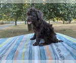 Small Photo #11 Aussiedoodle Miniature  Puppy For Sale in OKLAHOMA CITY, OK, USA