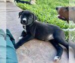 Small #2 Boxer Mix