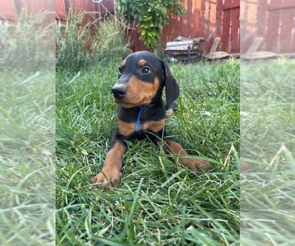Medium Photo #8 Doberman Pinscher Puppy For Sale in PATTERSON, CA, USA