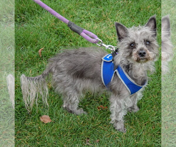 Medium Photo #4 Mutt Puppy For Sale in Huntley, IL, USA