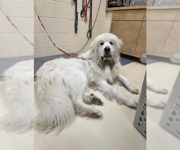 Medium Photo #1 Great Pyrenees Puppy For Sale in Center Township, PA, USA
