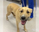 Small #1 Mutt