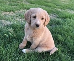 Puppy 6 Labradoodle