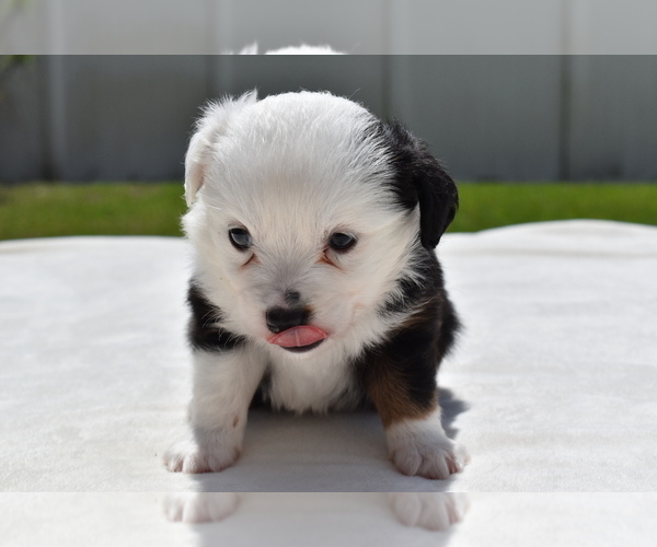 Medium Photo #4 Miniature Australian Shepherd Puppy For Sale in PALM COAST, FL, USA