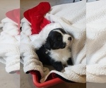 Small Photo #5 Australian Shepherd Puppy For Sale in DERBY, IA, USA