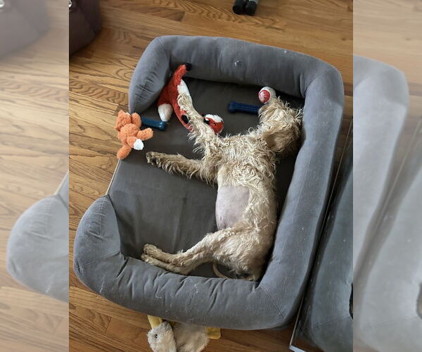 Medium Photo #5 Mutt Puppy For Sale in Brooklyn, NY, USA