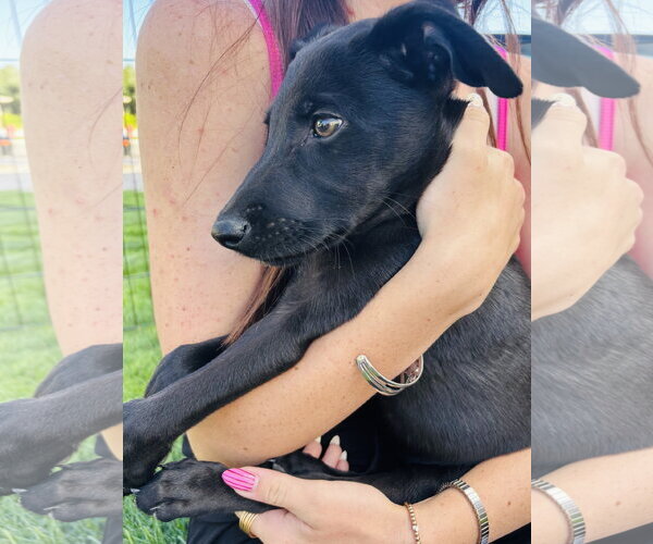 Medium Photo #3 Labrador Retriever-Unknown Mix Puppy For Sale in Sandy, UT, USA