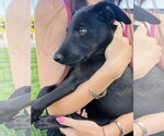 Small #2 Labrador Retriever Mix