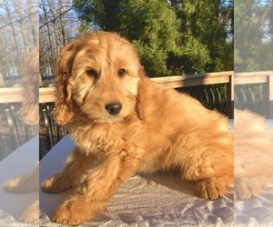 Goldendoodle Puppy for sale in WEST GROVE, PA, USA