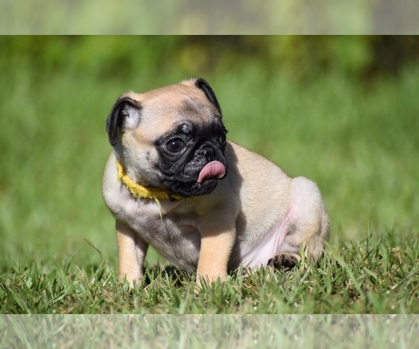 Medium Photo #4 Pug Puppy For Sale in PALM COAST, FL, USA