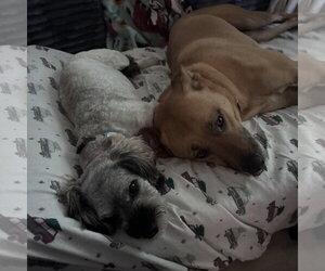 Quinta - Female Mutt Dog for Adoption - Photo #13