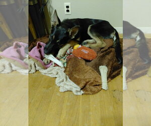Tioga OAS - Female German Shepherd Dog Dog for Adoption - Photo #3