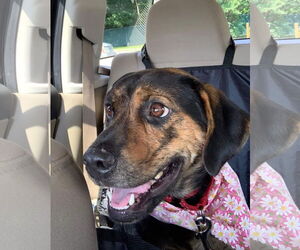 Mutt Dogs for adoption in Woodbury, NY, USA
