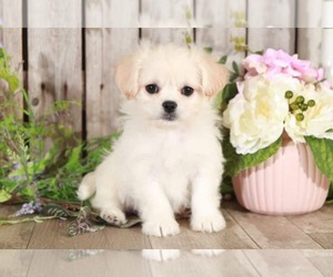 Zuchon Puppy for sale in MOUNT VERNON, OH, USA