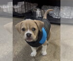 Small Photo #3 Olde Bulldog Puppy For Sale in Sanford, FL, USA