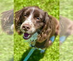 Small #3 Cocker Spaniel Mix