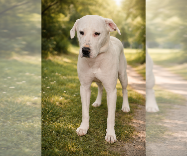 Medium Photo #4 American Bulldog-Labrador Retriever Mix Puppy For Sale in Dana Point, CA, USA