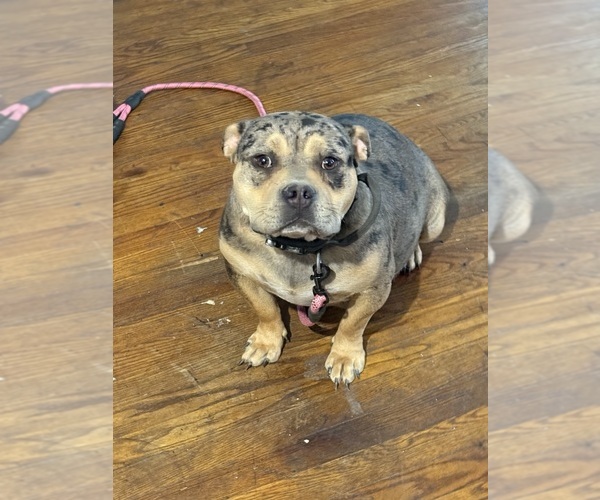 Medium Photo #1 American Bully Puppy For Sale in DETROIT, MI, USA