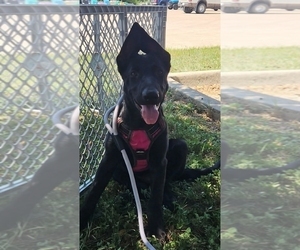 German Shepherd Dog Puppy for Sale in NAVASOTA, Texas USA