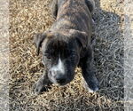 Small #2 American Staffordshire Terrier Mix
