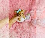 Small #5 Chihuahua