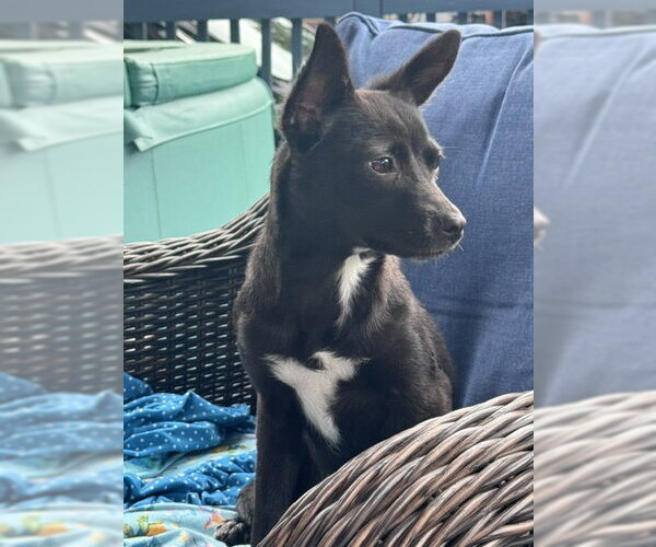 Medium Photo #3 Chihuahua-Unknown Mix Puppy For Sale in Brooklyn Center, MN, USA