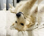 Small Photo #4 Golden Pyrenees Puppy For Sale in Valrico, FL, USA