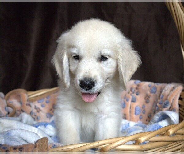 Medium Photo #2 English Cream Golden Retriever Puppy For Sale in LANCASTER, WI, USA