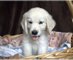 Small #1 English Cream Golden Retriever