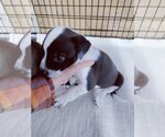 Small Photo #9 Labrador Retriever-Unknown Mix Puppy For Sale in Stover, MO, USA