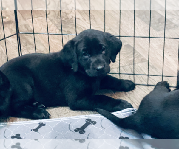 Medium Photo #3 Labrador Retriever Puppy For Sale in NORTON SHORES, MI, USA