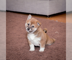 Shiba Inu Puppy for sale in DAMASCUS, MD, USA