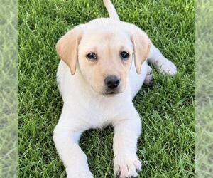 Huckleberry Finn Pup - Becky - Female Labrador Retriever-Unknown Mix Dog for Adoption - Photo #2