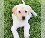 Small Photo #2 Labrador Retriever-Unknown Mix Puppy For Sale in San Diego, CA, USA