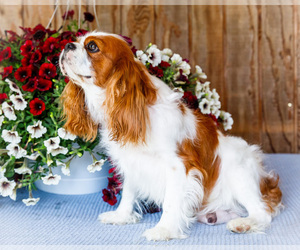 Mother of the Cavalier King Charles Spaniel puppies born on 05/03/2025