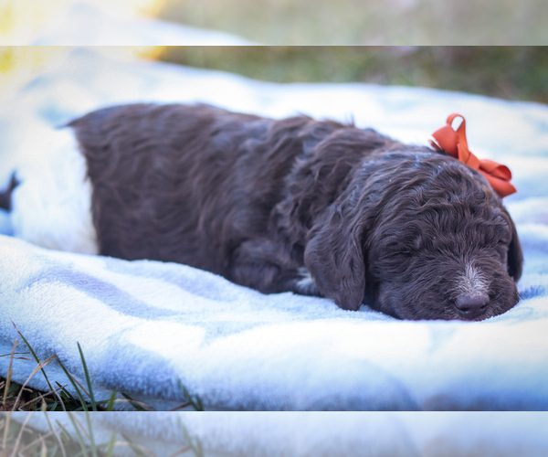 Medium Photo #1 Poodle (Standard) Puppy For Sale in LINDEN, TN, USA