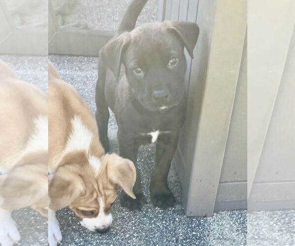 Medium Photo #1 Mutt Puppy For Sale in Royal Palm Beach, FL, USA