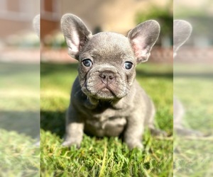 French Bulldog Puppy for sale in OJAI, CA, USA