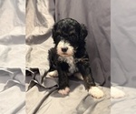 Small Photo #9 Miniature Bernedoodle Puppy For Sale in LONGMONT, CO, USA