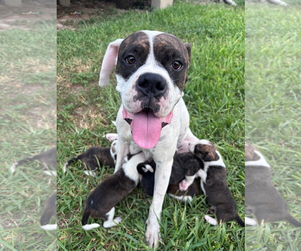 Medium Photo #1 Boxer Puppy For Sale in Dumont, NJ, USA